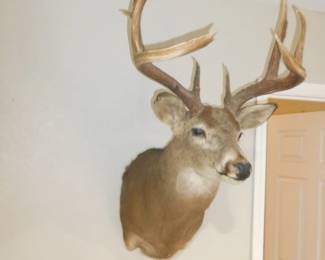 Lot 36 Deer