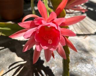 A Beautiful Bloom