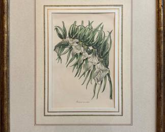 Brassia Maculata, Framed Print