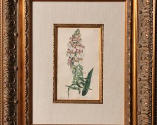 SYDENHAM EDWARDS "FOXGLOVE" 1808 COPPER ENGRAVING