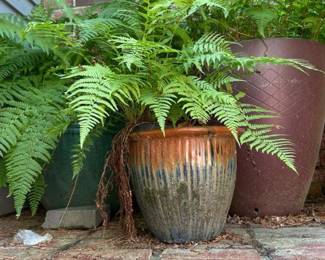 012 largeoutdoorfernsindecorativeplante