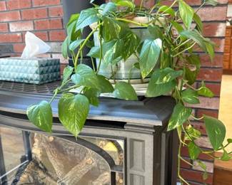 189 largegoldenpothos