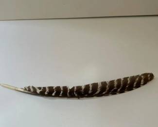 124 wildturkeyprimarywingfeather