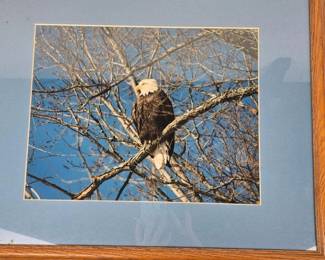 099 framedbaldeaglephotographsignedrsa
