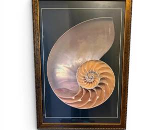 Tan Nautilus Print 39 x 27