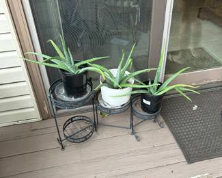 Aloe plants