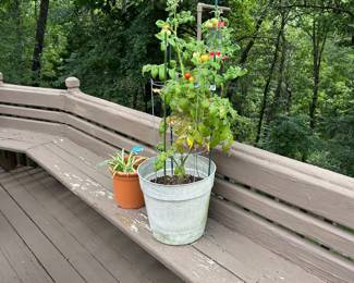 Tomato plants
