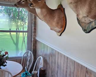 Deer mounts