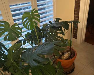 plants