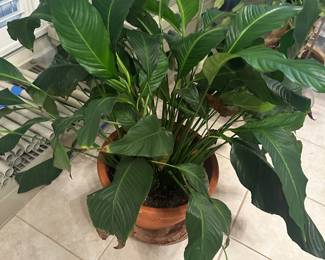 plants