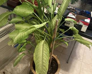 plants