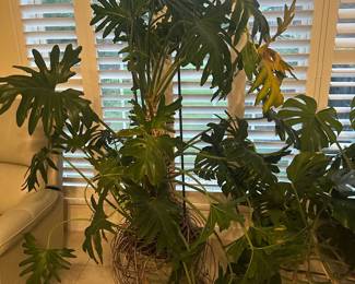 plants