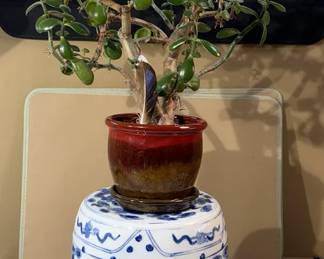 Small Porcelain Stand  Jade Plant 