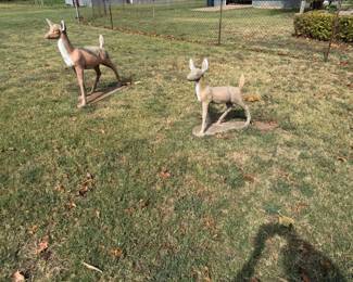 deer