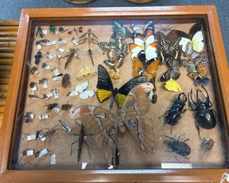 Framed collection features large Atlas Moth, includes a variety of preserved tropical insects pinned for entomological study
