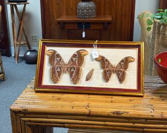 Framed taxidermy specimens of Attacus Atlas moths