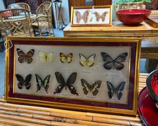 Vintage Thai butterfly taxidermy display - vintage