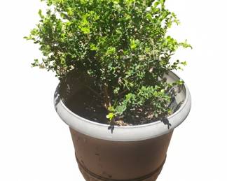 Boxwood Shrub in Urn Planter B