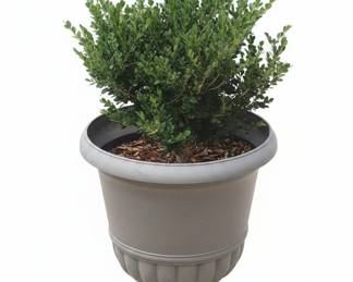 Boxwood Shrub in Urn Planter