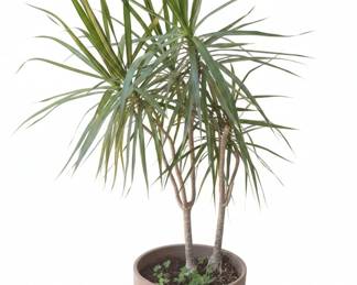 Dracaena Marginata Dragon Tree