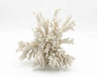 White Branch Coral Specimen