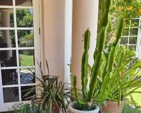 Great Potted Plants!