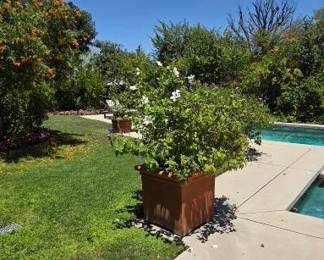 More Large Terracotta Planters