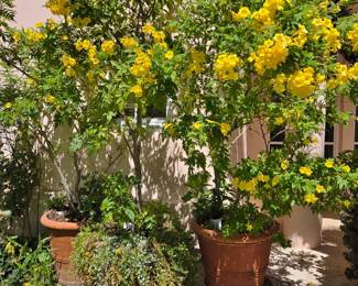 More Large Terracotta Planters