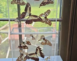 Preserved Butterfly Display