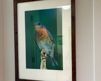 V103 - $35. Eastern Bluebird #4/50. Measures 21” x 25”.