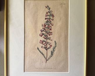 Botanical print 