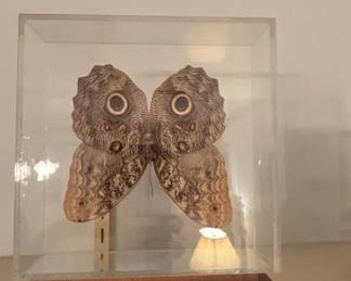 Owl Butterfly (Caligo memnon) Specimen in Acrylic Case