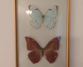 Framed Mint Morpho Catenarius Butterfly Display