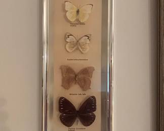 Framed Butterfly Collection