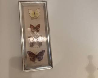 Framed Butterfly Collection