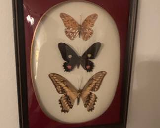 Framed Butterfly Display with Three Specimens