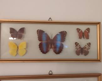 Framed Blue Morpho Butterfly Collection