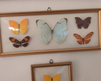 Framed Butterfly Collection