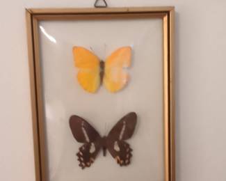 Framed Butterfly Display