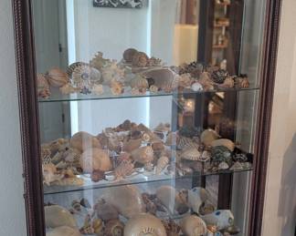 Incredible shell collection 