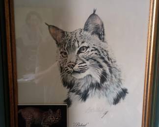 Bobcat