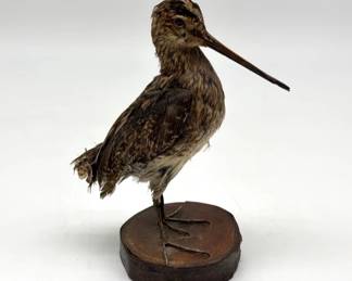 Taxidermied Woodcock