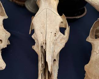 Skulls