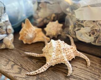 Shells collected from around the world