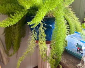 Plants