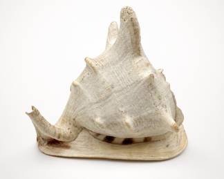 Lot 139: Large Helmet Conch Sea Shell