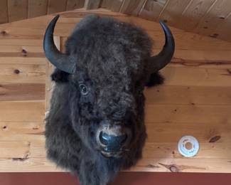 Buffalo mount