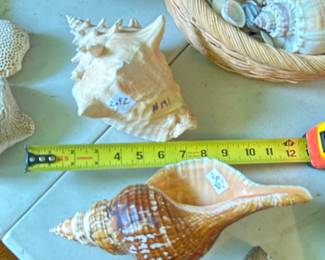 #191 Set of 2 large Shells $20.00