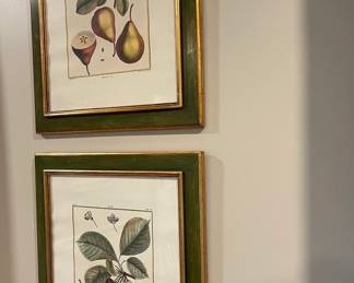 Botanical, Frames, Matted Frames