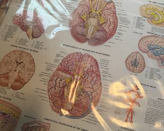 Anatomical Posters, more below Brain